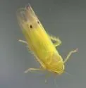 Kyboasca papyriferae - photo 3