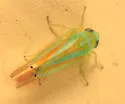 Kyboasca splendida