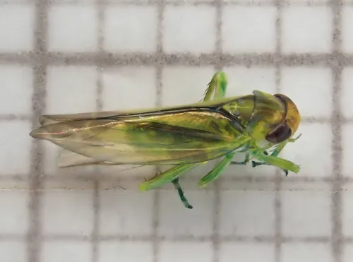 Kybos betulicola