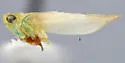 Kybos columbiana