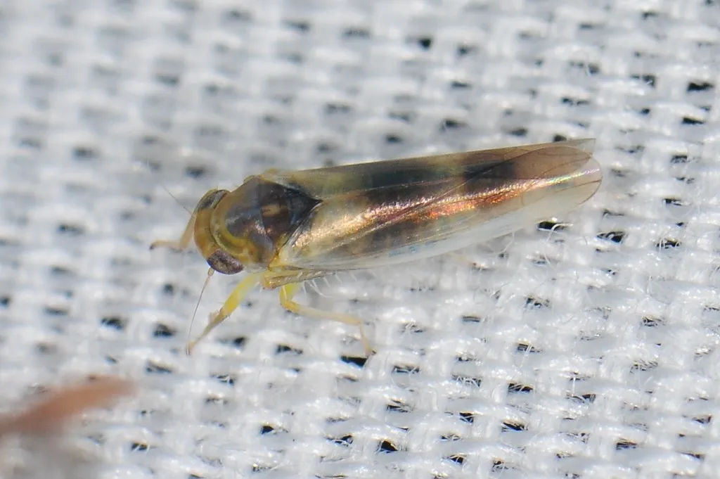Kybos copula - photo 2