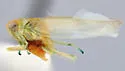 Kybos coronatus