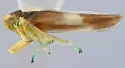 Kybos dissimilaris