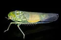 Kybos empusa