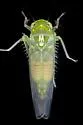 Kybos empusa - photo 2