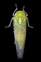 Kybos empusa - photo 4