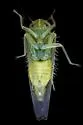 Kybos empusa - photo 5