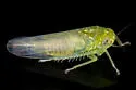 Kybos nr-empusa