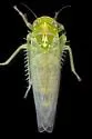 Kybos nr-empusa - photo 2