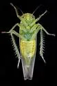 Kybos nr-empusa - photo 3