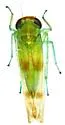 Kybos rubrafacia