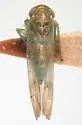 Kybos transversa - photo 2