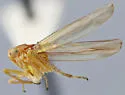 Kybos yukonensis