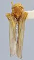 Kybos yukonensis - photo 2