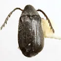 Kytorhinus prolixus - Kytorhinus prolixus