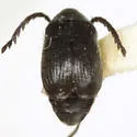 Kytorhinus prolixus - photo 2