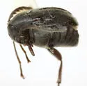 Kytorhinus prolixus - photo 3