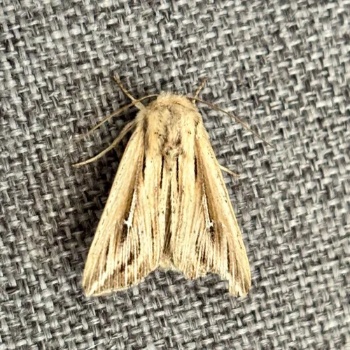 L-album Wainscot
