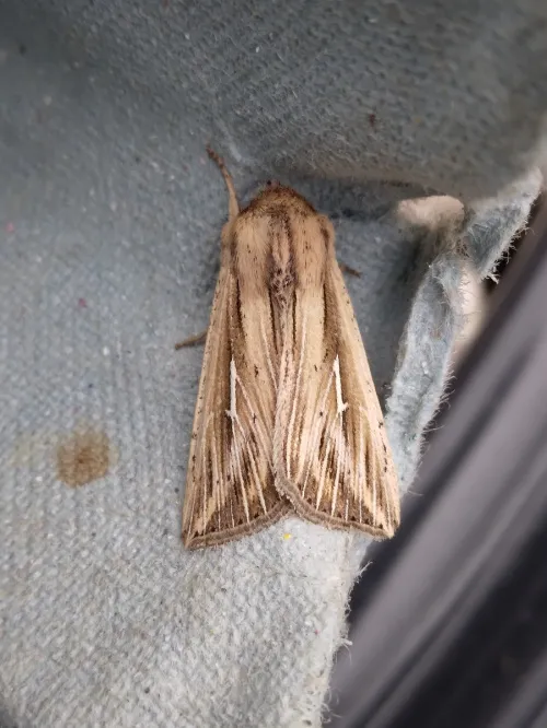 L-album Wainscot - photo 2