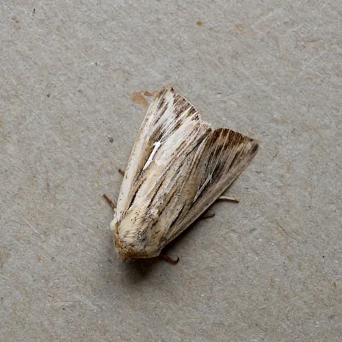 L-album Wainscot - photo 3