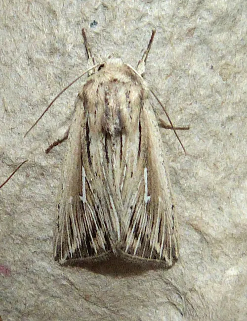 L-album Wainscot - photo 4