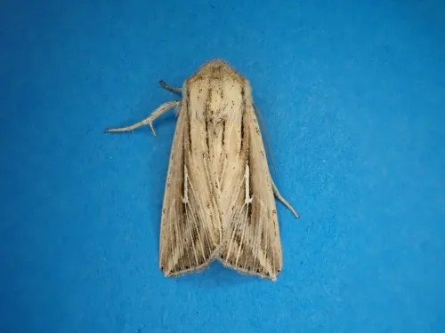 L-album Wainscot - photo 5
