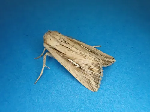 L-album Wainscot - photo 6
