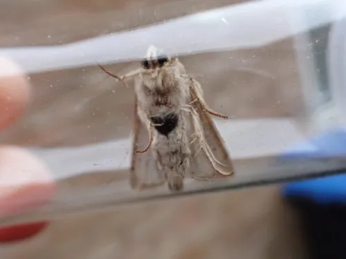 L-album Wainscot - photo 7