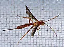 Labena grallator - photo 2