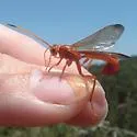 Labena tinctipennis