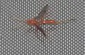Labena tinctipennis - photo 2