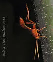 Labena tinctipennis - photo 3
