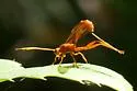 Labena tinctipennis - photo 4