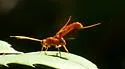 Labena tinctipennis - photo 5