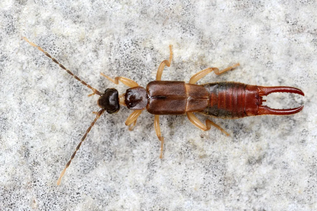 Lesser Earwig
