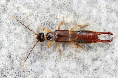 Lesser Earwig - photo 3