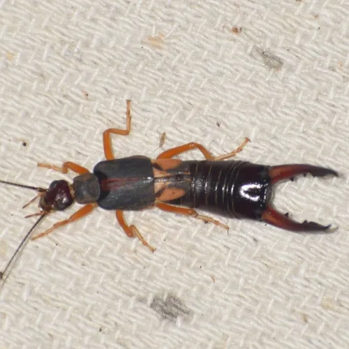 Labidura orientalis