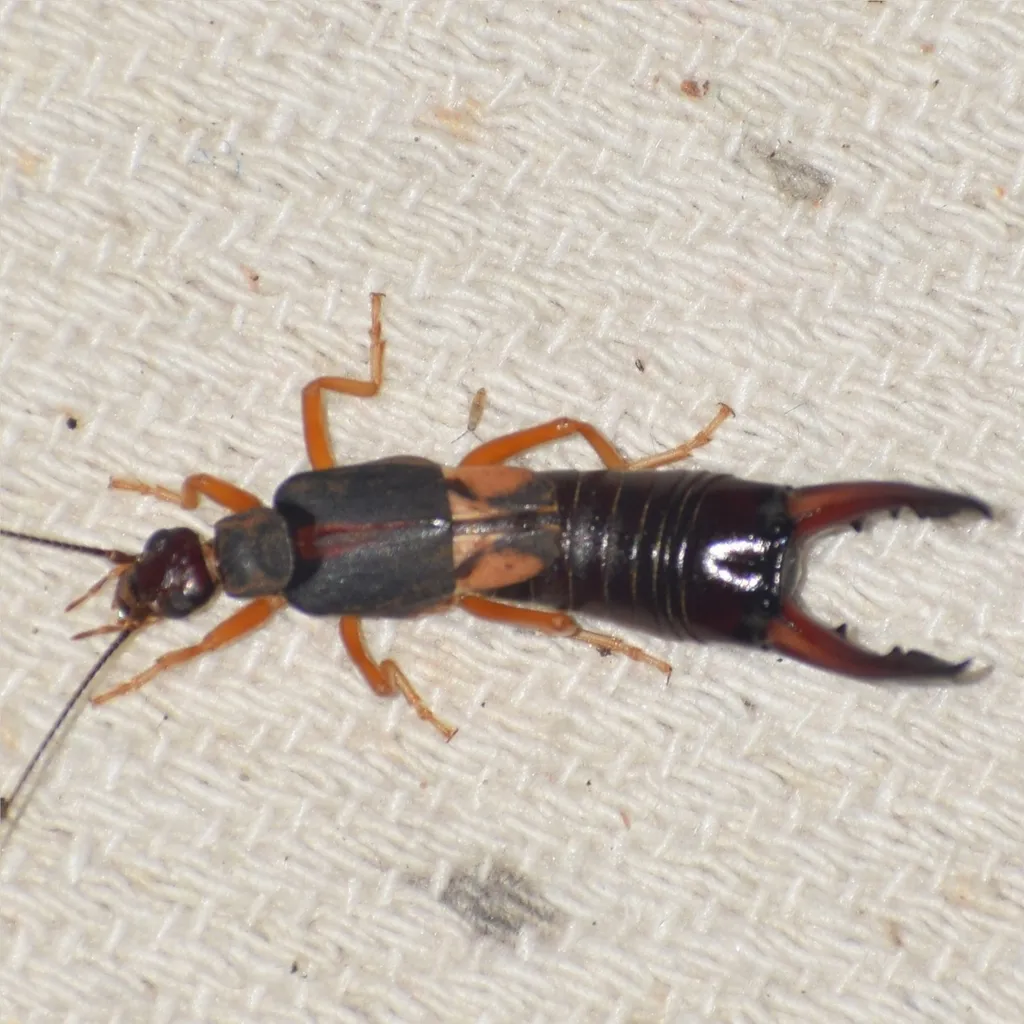 Labidura orientalis - photo 2