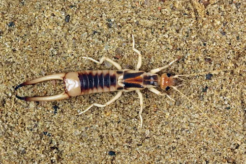 Shore Earwig
