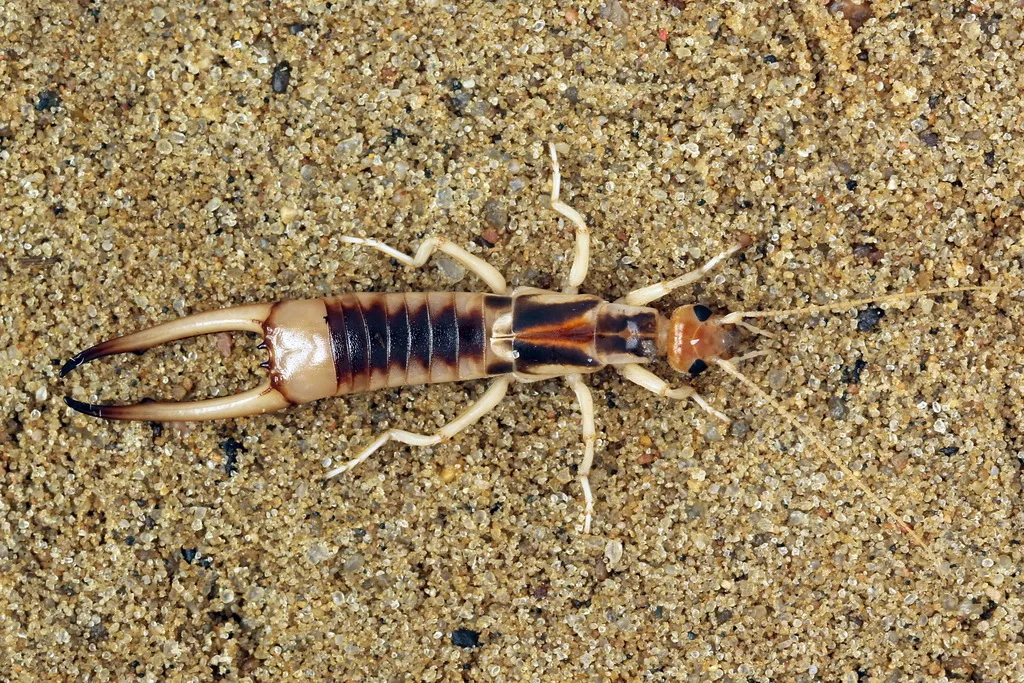 Shore Earwig - photo 2