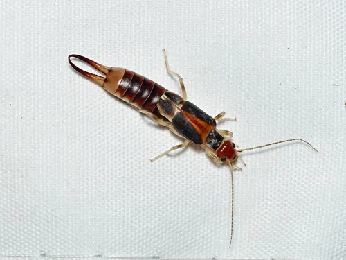 Labidura truncata