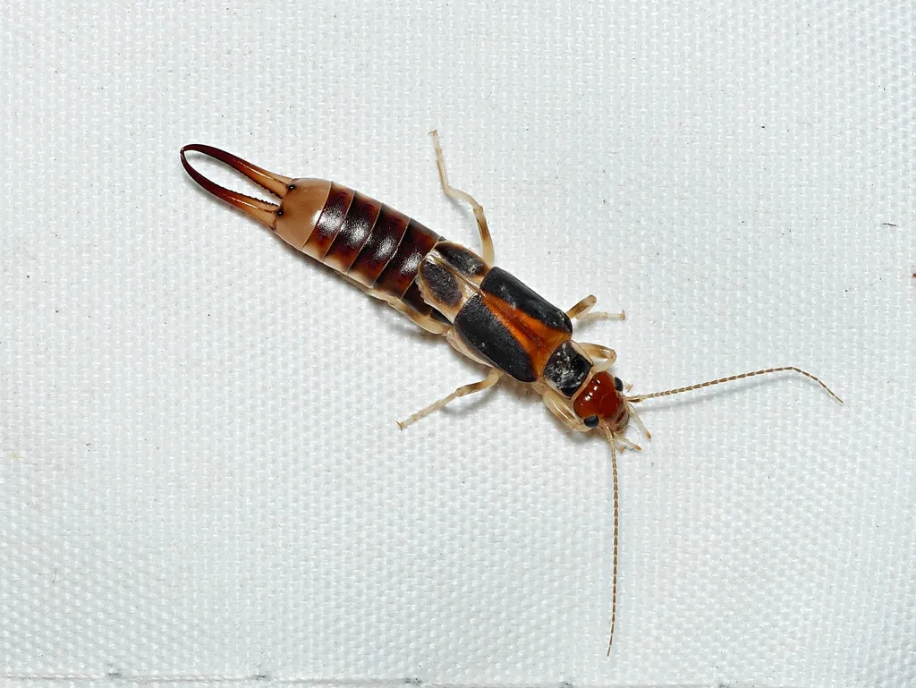 Labidura truncata - photo 2