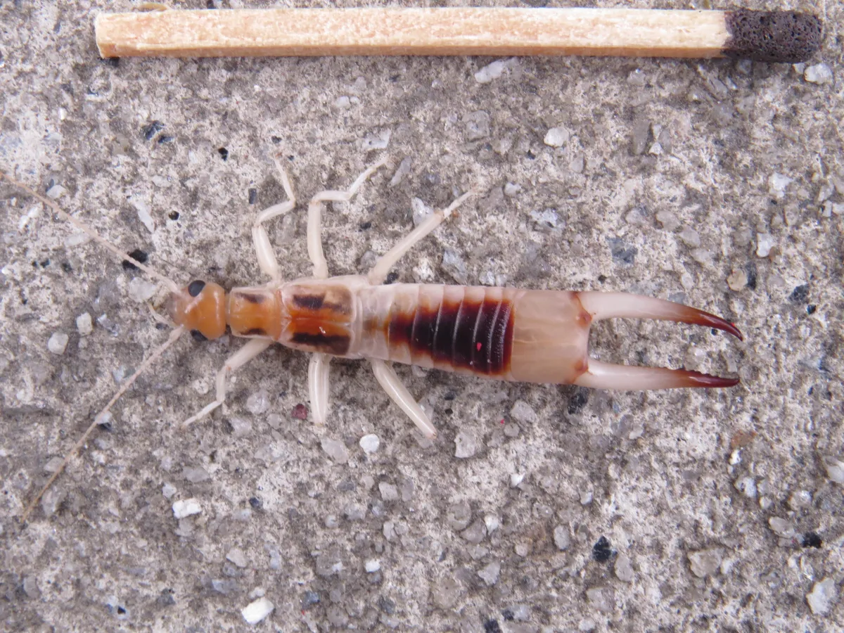 Labidura xanthopus - photo 3