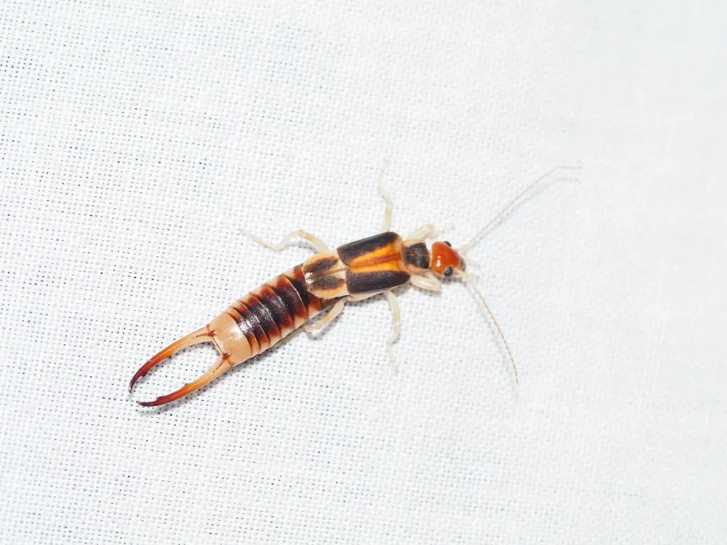 Striped Earwigs - photo 2