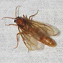 Labidus coecus - Labidus coecus