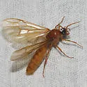 Labidus coecus - photo 2