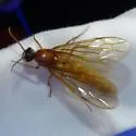 Labidus coecus - photo 3