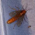 Labidus coecus - photo 4