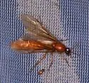 Labidus coecus - photo 5