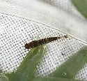 Labiobaetis propinquus - photo 3